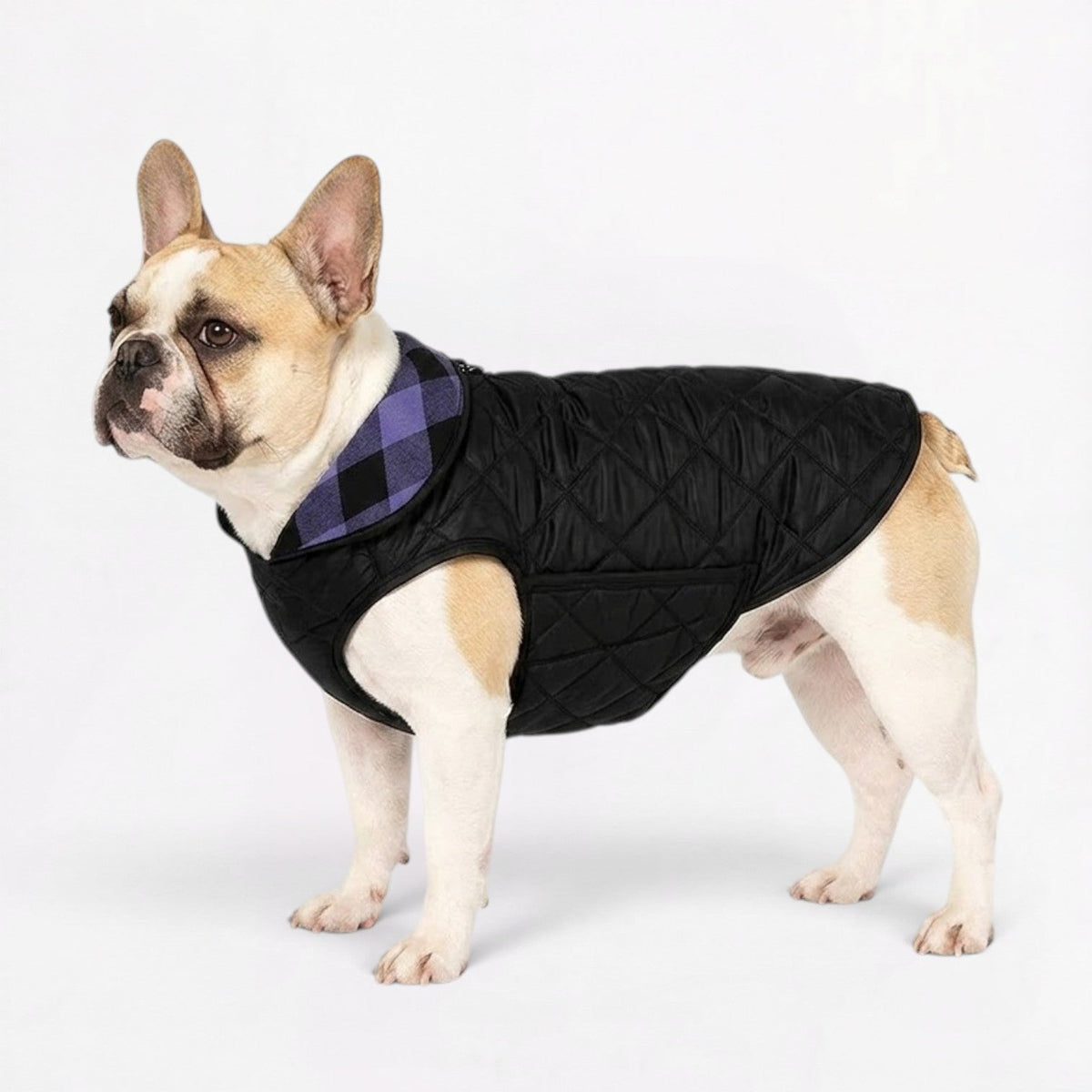 Reversible French Bulldog winter jacket, quilted on one side and plaid on the other