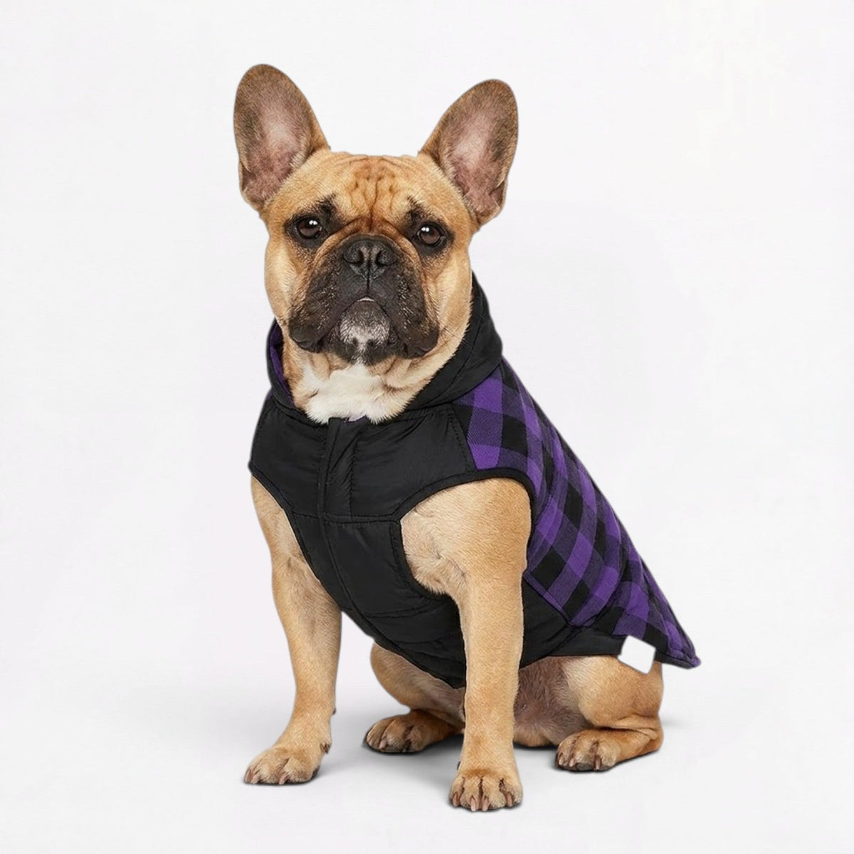 French Bulldog reversible jacket with elastic cuffs, sizes S to 3XL