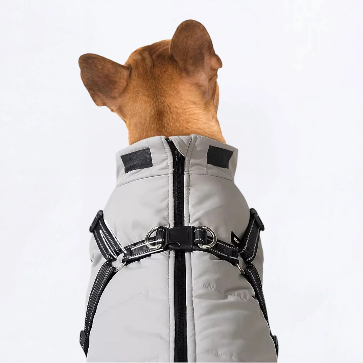 Frenchie-Winter-Coat-with-Harness.jpg
