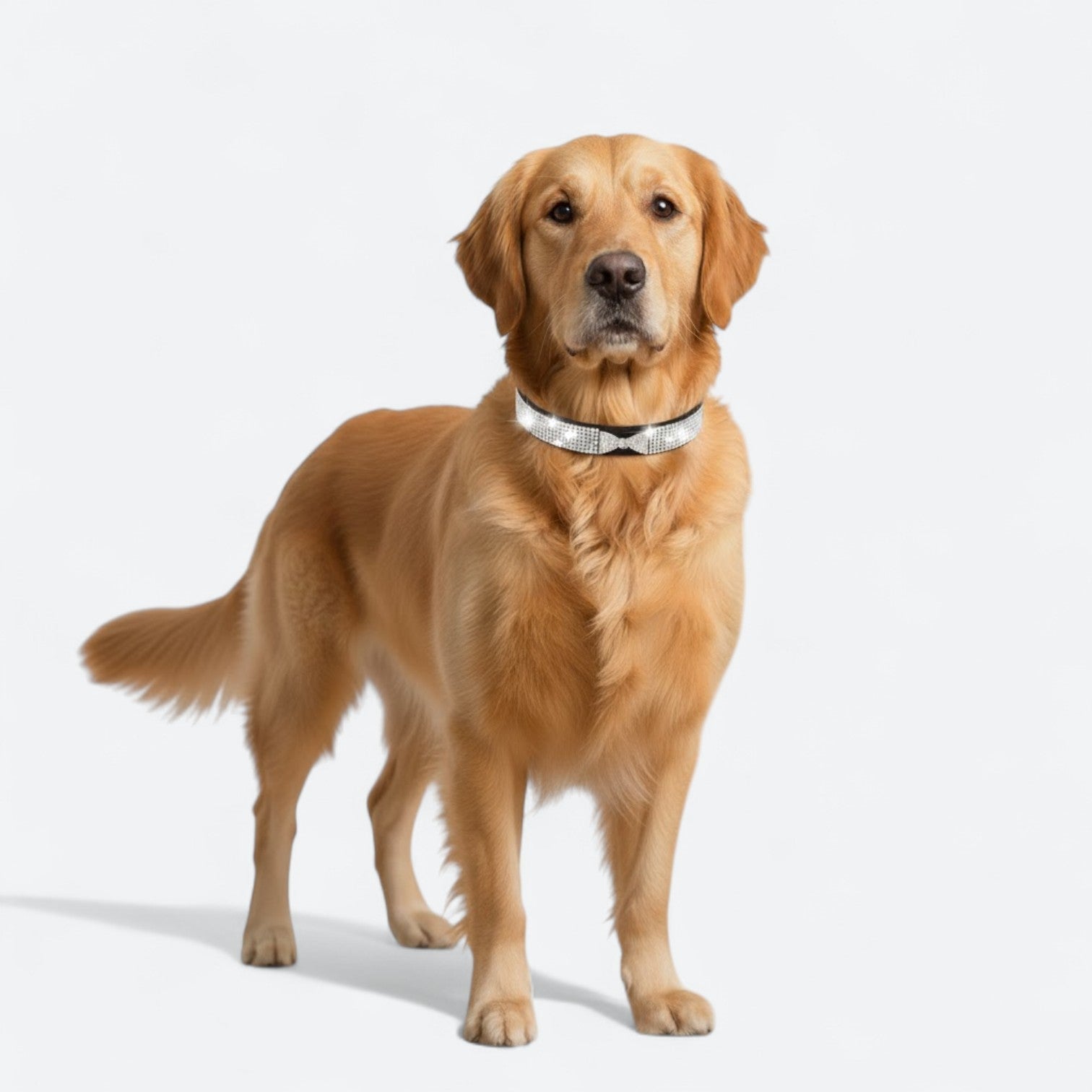 Luxury-Bow-Dog-Collar-Leash-Set.jpg