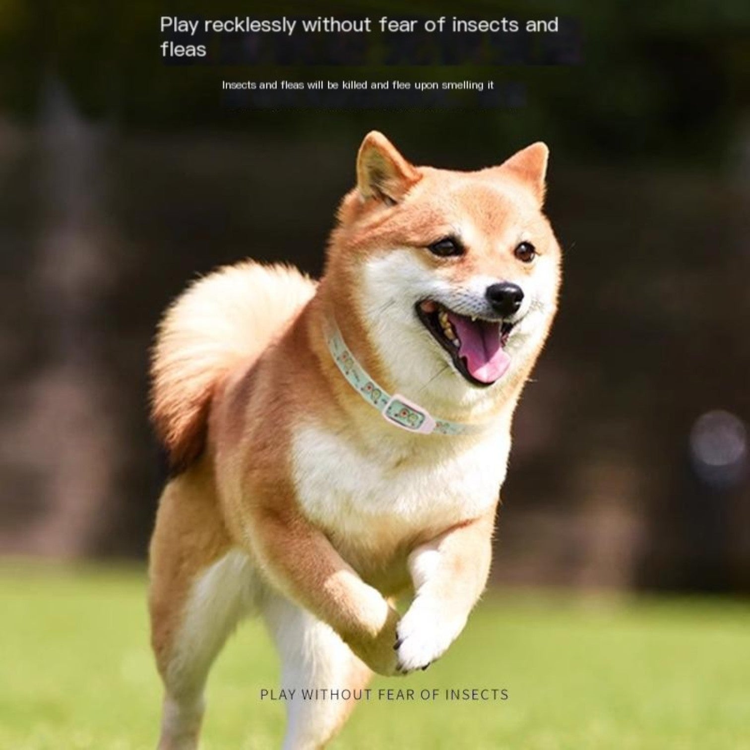 Natural-Insect-Repellent-Dog-Collar.jpg