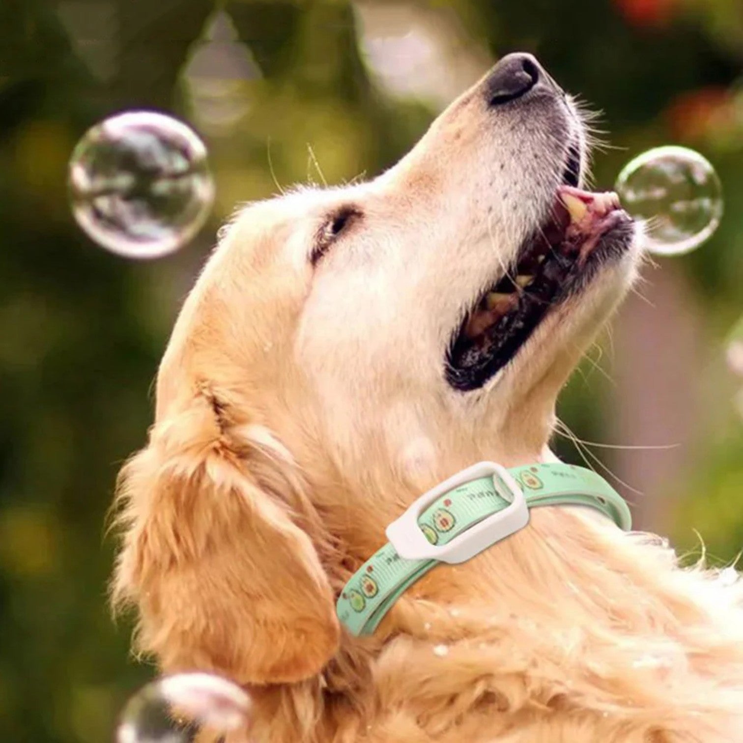 Natural-Insect-Repellent-Dog-Collar.jpg
