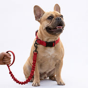 Nylon-Dog-Collar-Leash-Set.jpg