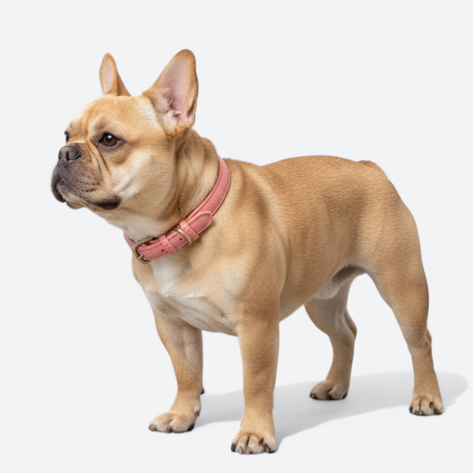 Premium-Grain-Leather-Dog-Collar.jpg