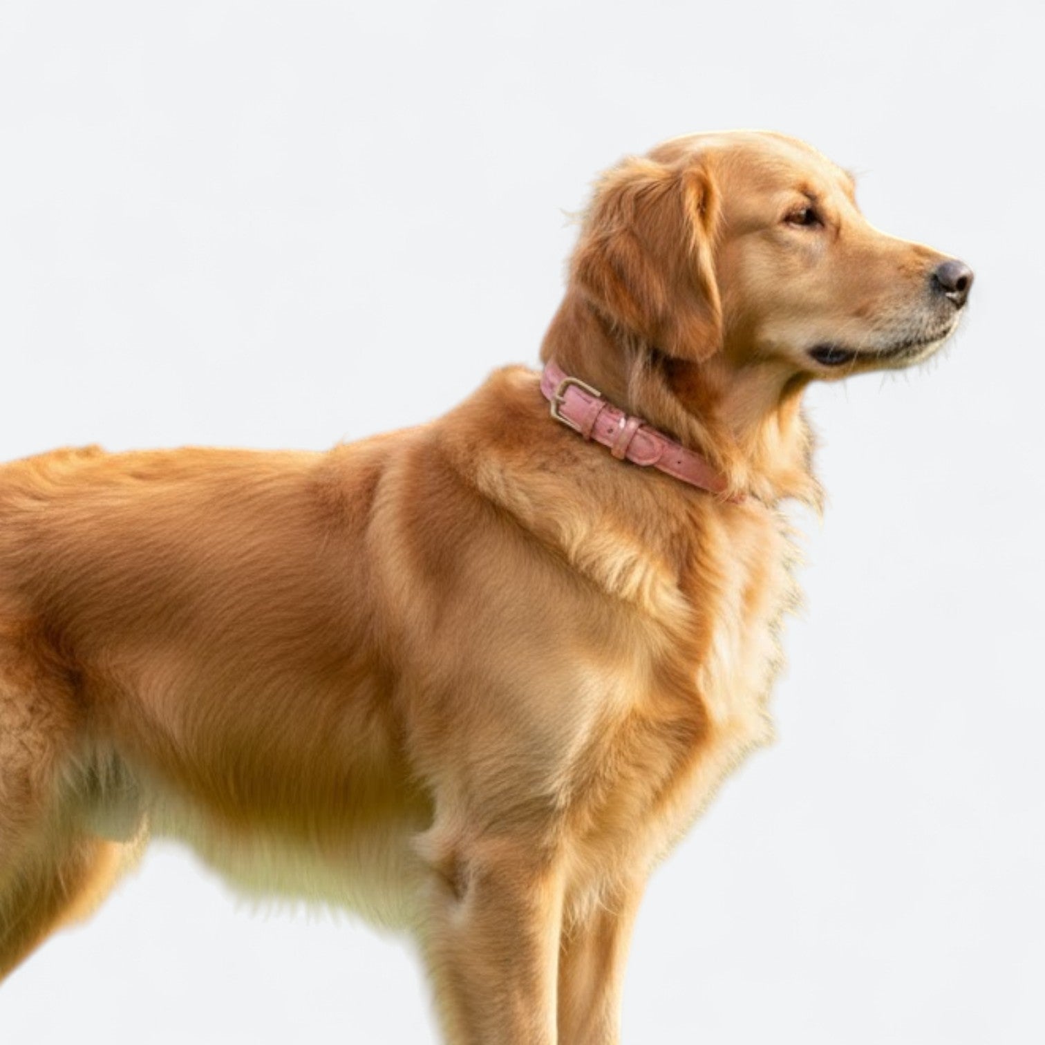Premium-Grain-Leather-Dog-Collar.jpg