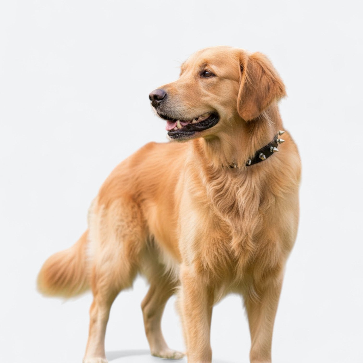 Punk-Style-Dog-Collar-Leash-Set.jpg