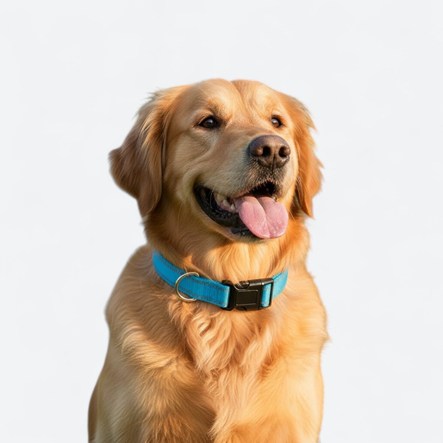 Reflective-Adjustable-Nylon-Dog-Collar.jpg