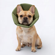 Soft-Inflatable-Recovery-Dog-Cones.jpg