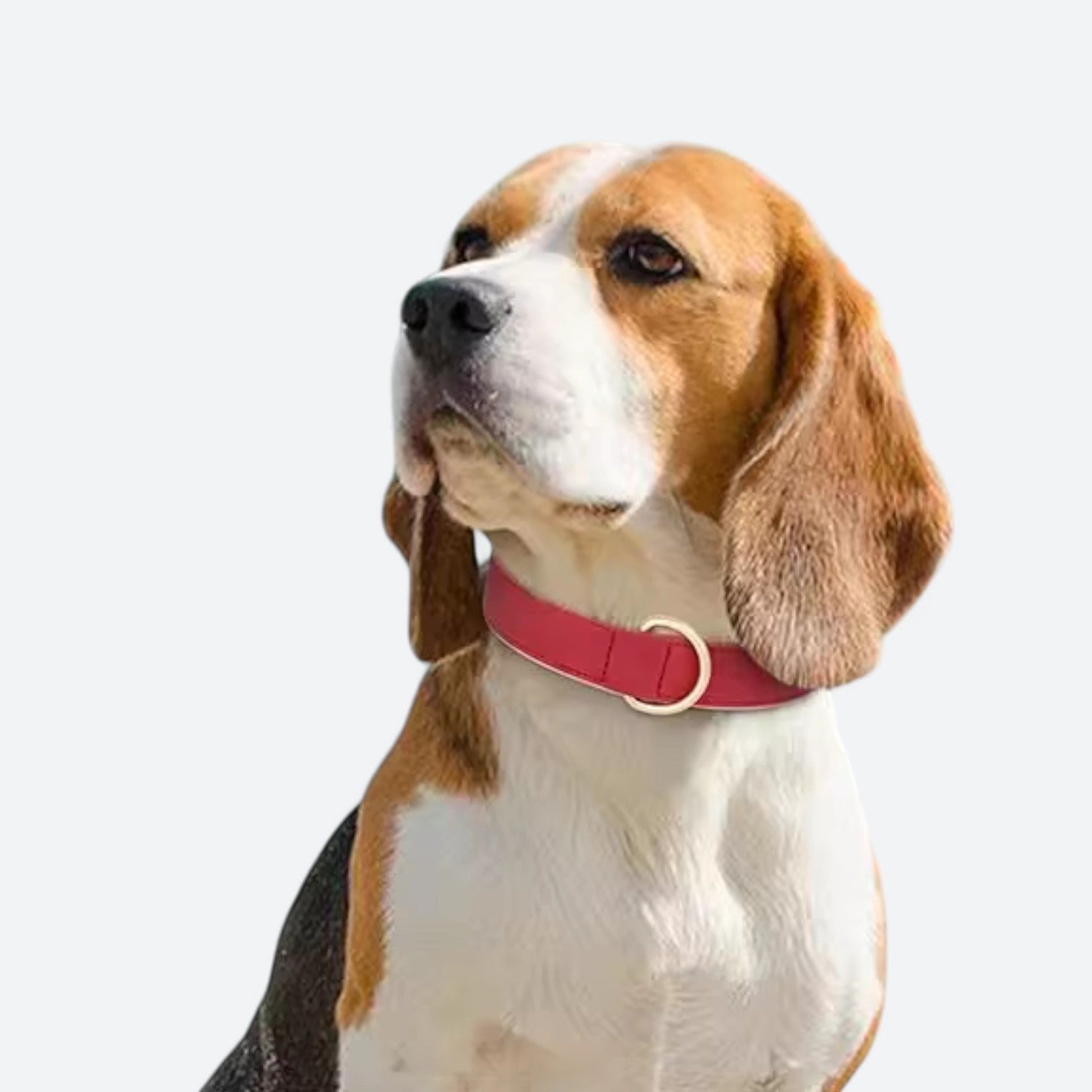 Soft-Leather-Dog-Collar-Leash-Set.jpg