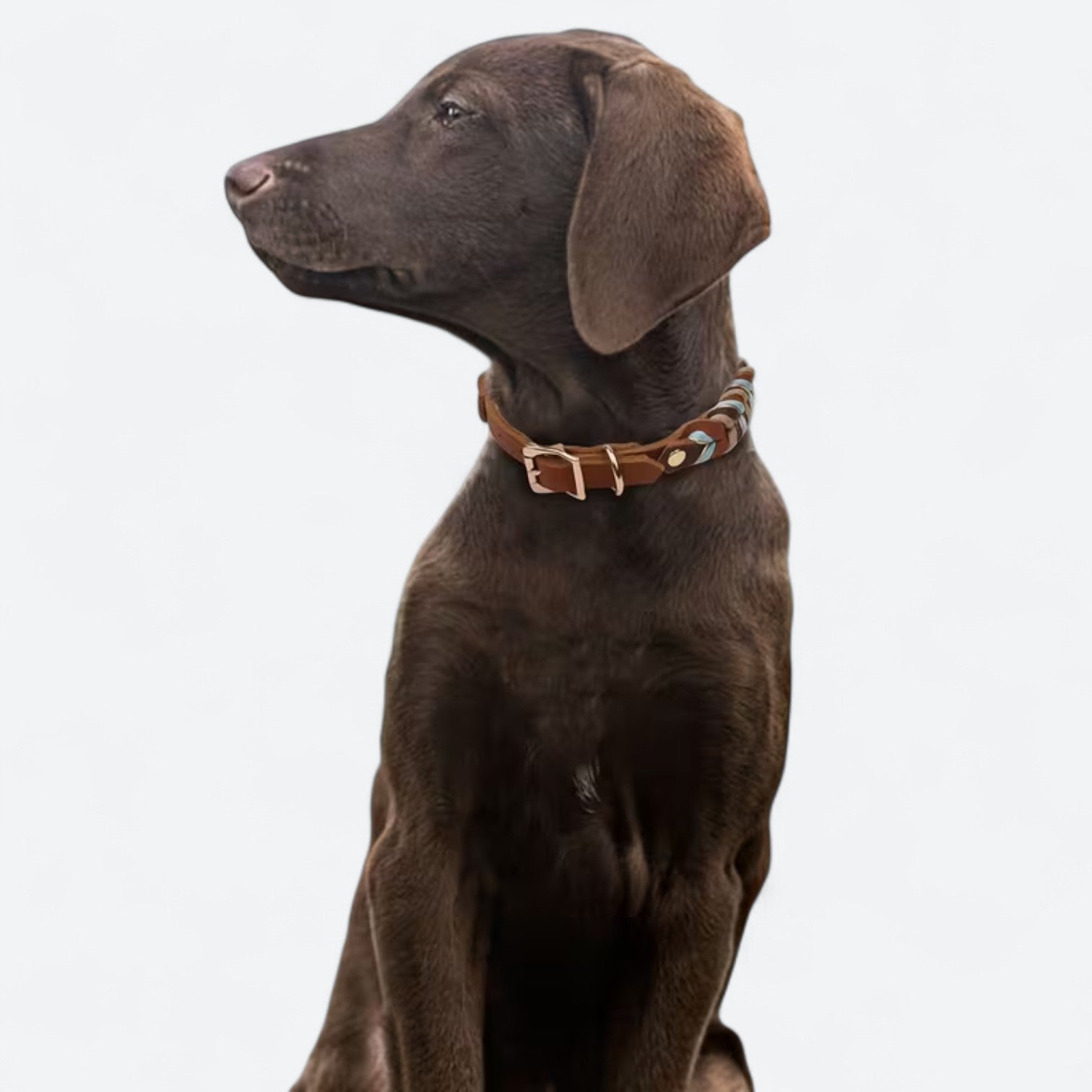 Stylish-Genuine-Leather-Dog-Collar.jpg