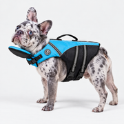 Merle French Bulldog wearing the blue AquaRes life jacket with chin float and rescue handle