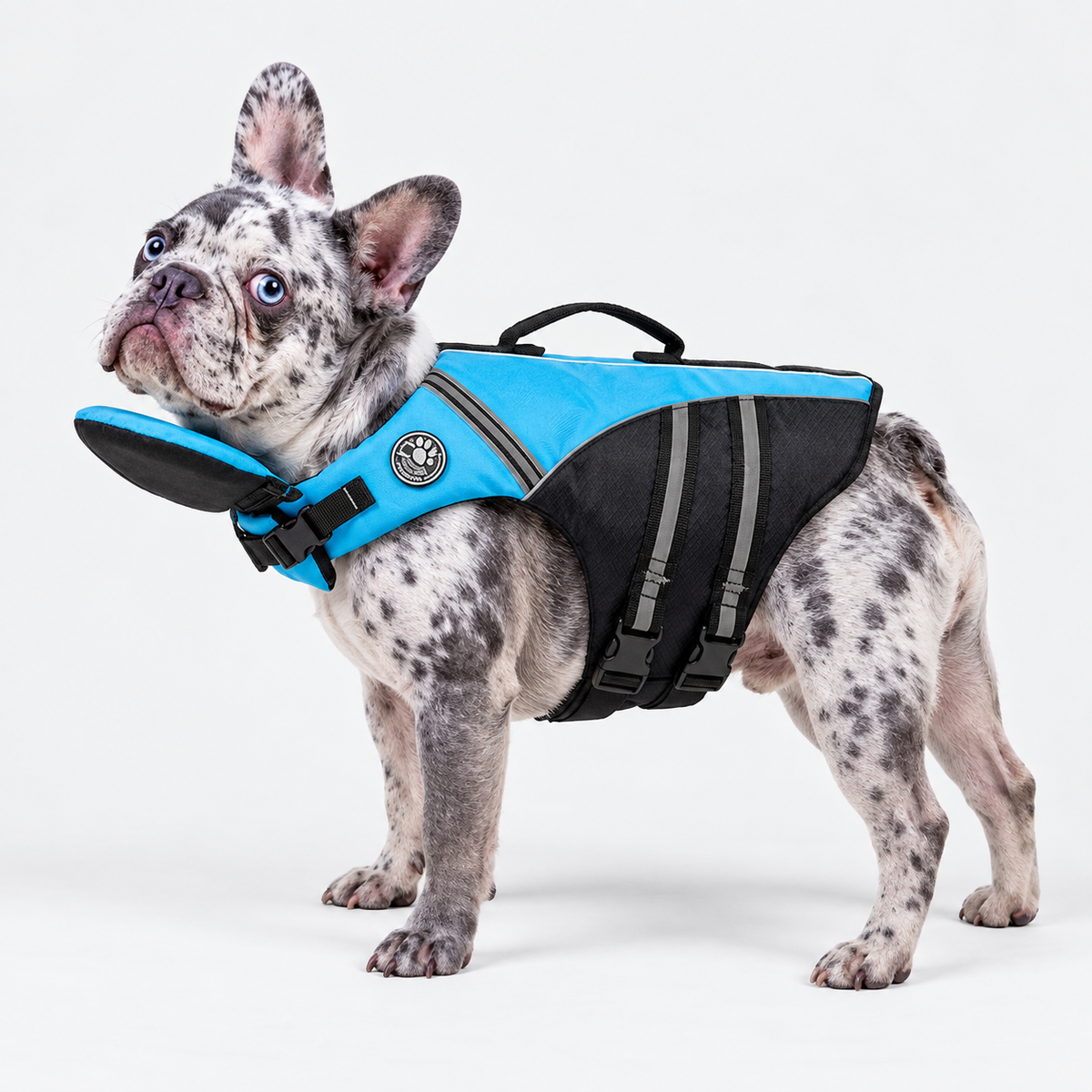 Merle French Bulldog wearing the blue AquaRes life jacket with chin float and rescue handle