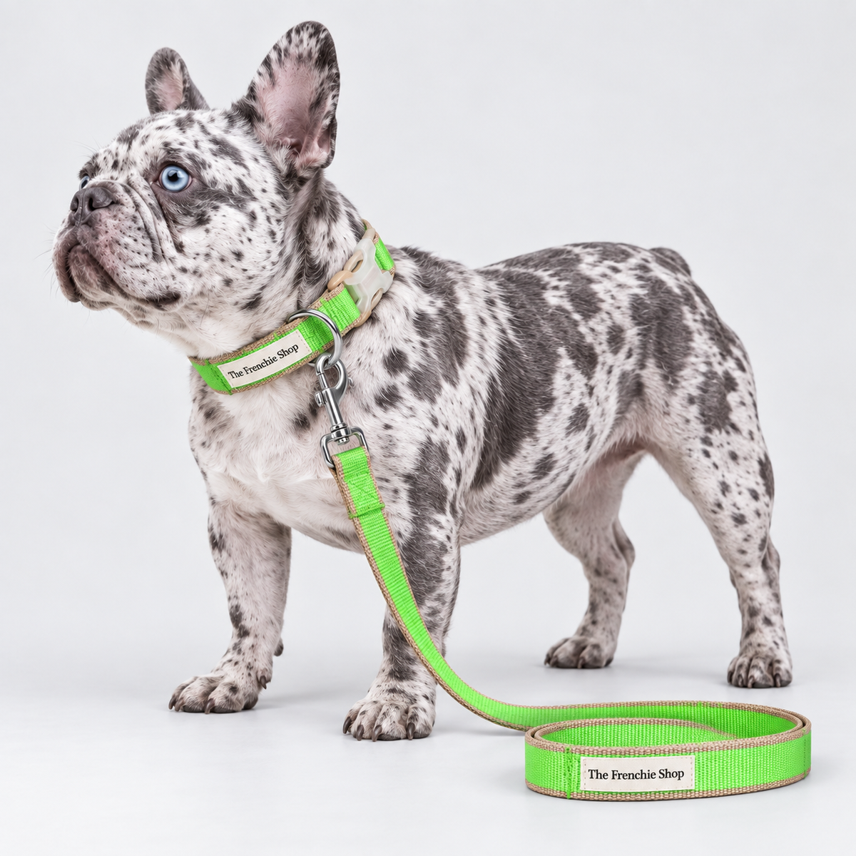 Bamboo-Fibre French Bulldog Harness & Collar Walking Sets — Green Collar Leash Set — Frenchie wearing product
