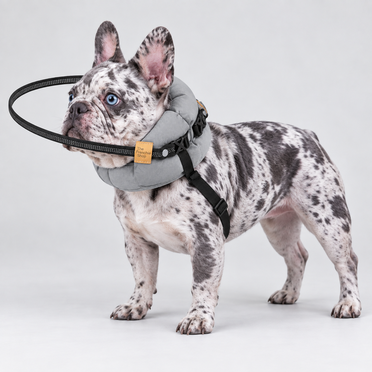 Blind French Bulldog Protective Halo — Grey — Frenchie wearing product