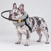 Blind French Bulldog Protective Halo — Grey — Frenchie wearing product