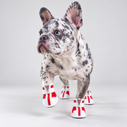 Merle French Bulldog wearing red breathable dog boots in front view
