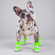 Merle French Bulldog wearing neon green reflective mesh dog boots in front view