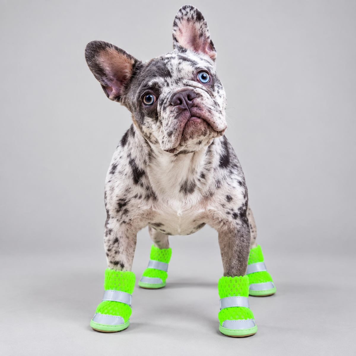 Merle French Bulldog wearing neon green reflective mesh dog boots in front view