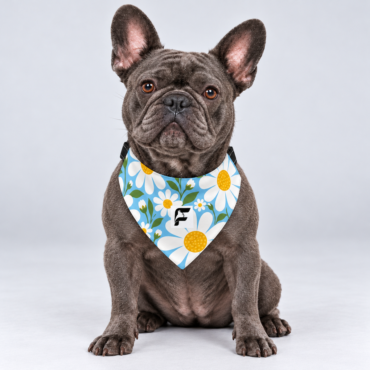 Daisy Breeze double-sided buckle bandana, front view on our Frenchie model