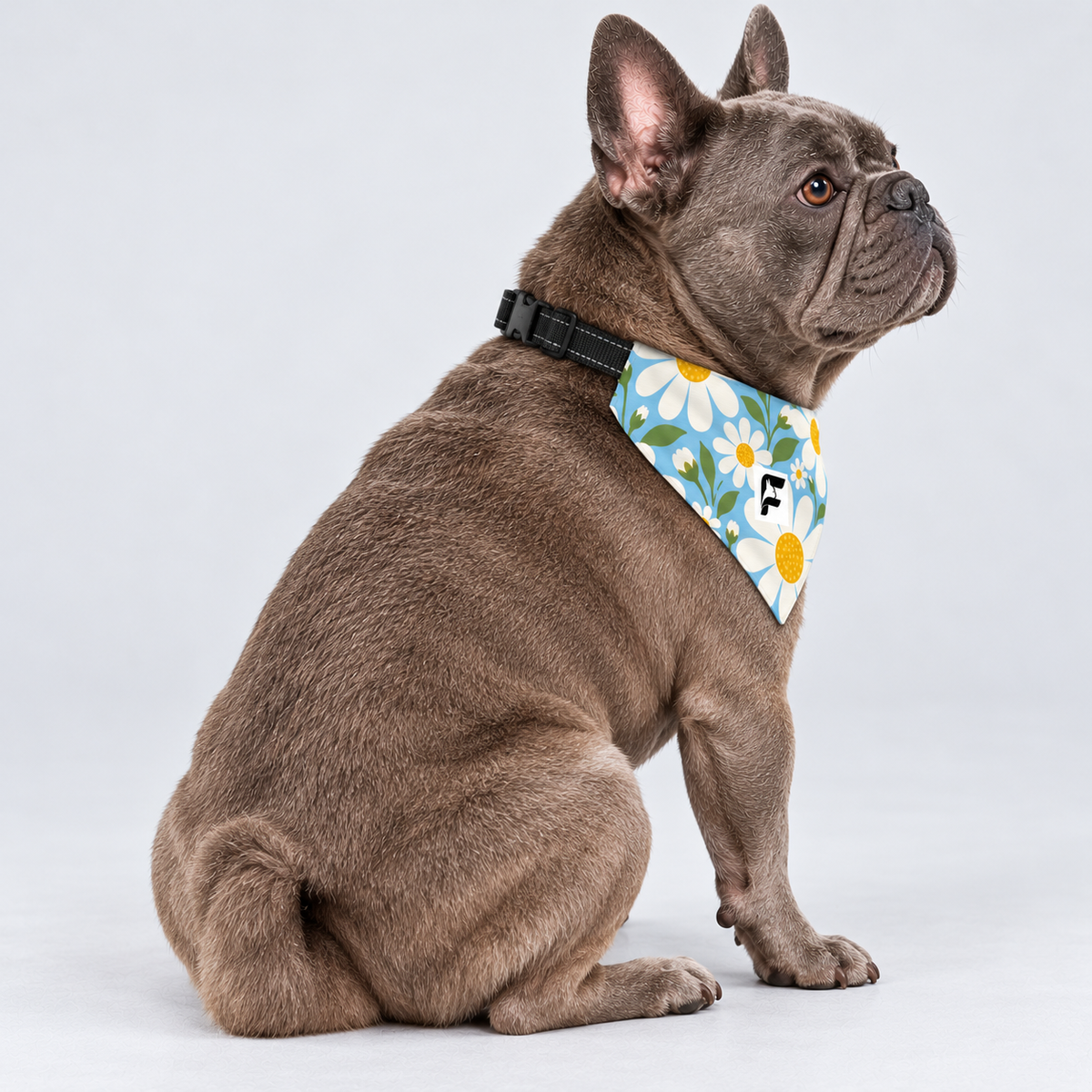 Daisy Breeze double-sided buckle bandana, side view on our Frenchie model