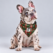 Holiday Tartan double-sided buckle bandana, front view on our Frenchie model