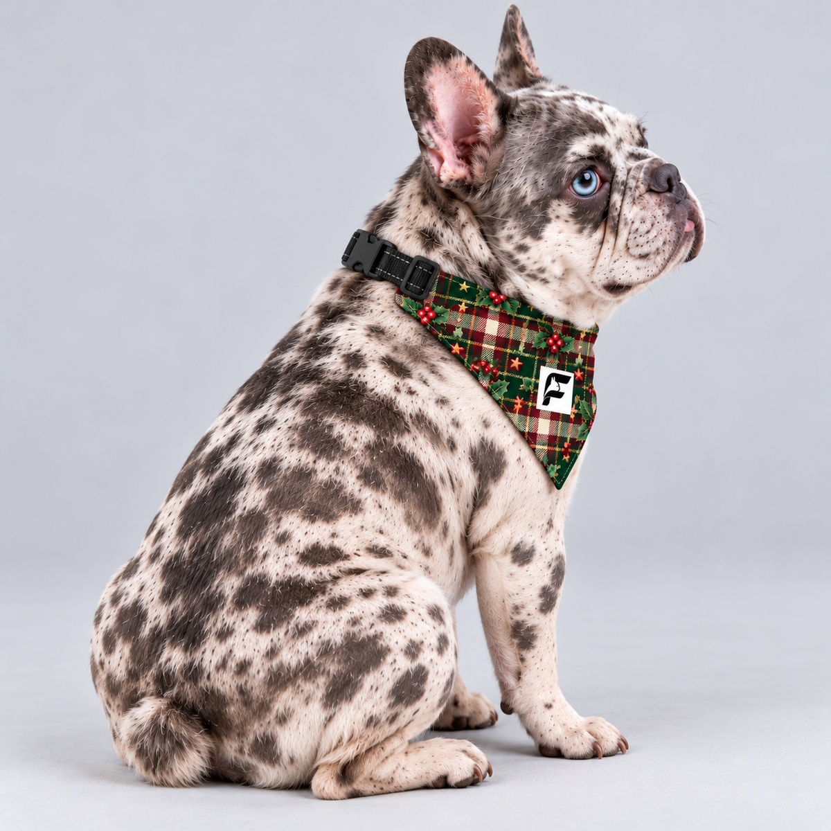 Holiday Tartan double-sided buckle bandana, side view on our Frenchie model