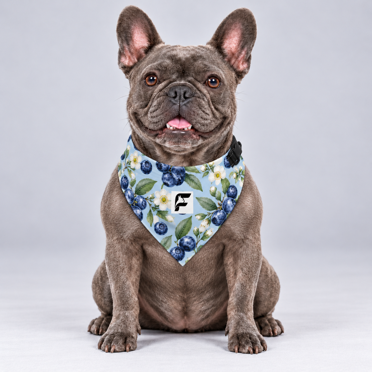 Blueberry Garden double-sided buckle bandana, front view on our Frenchie model