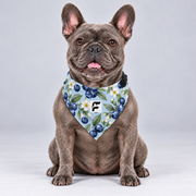 Blueberry Garden double-sided buckle bandana, front view on our Frenchie model