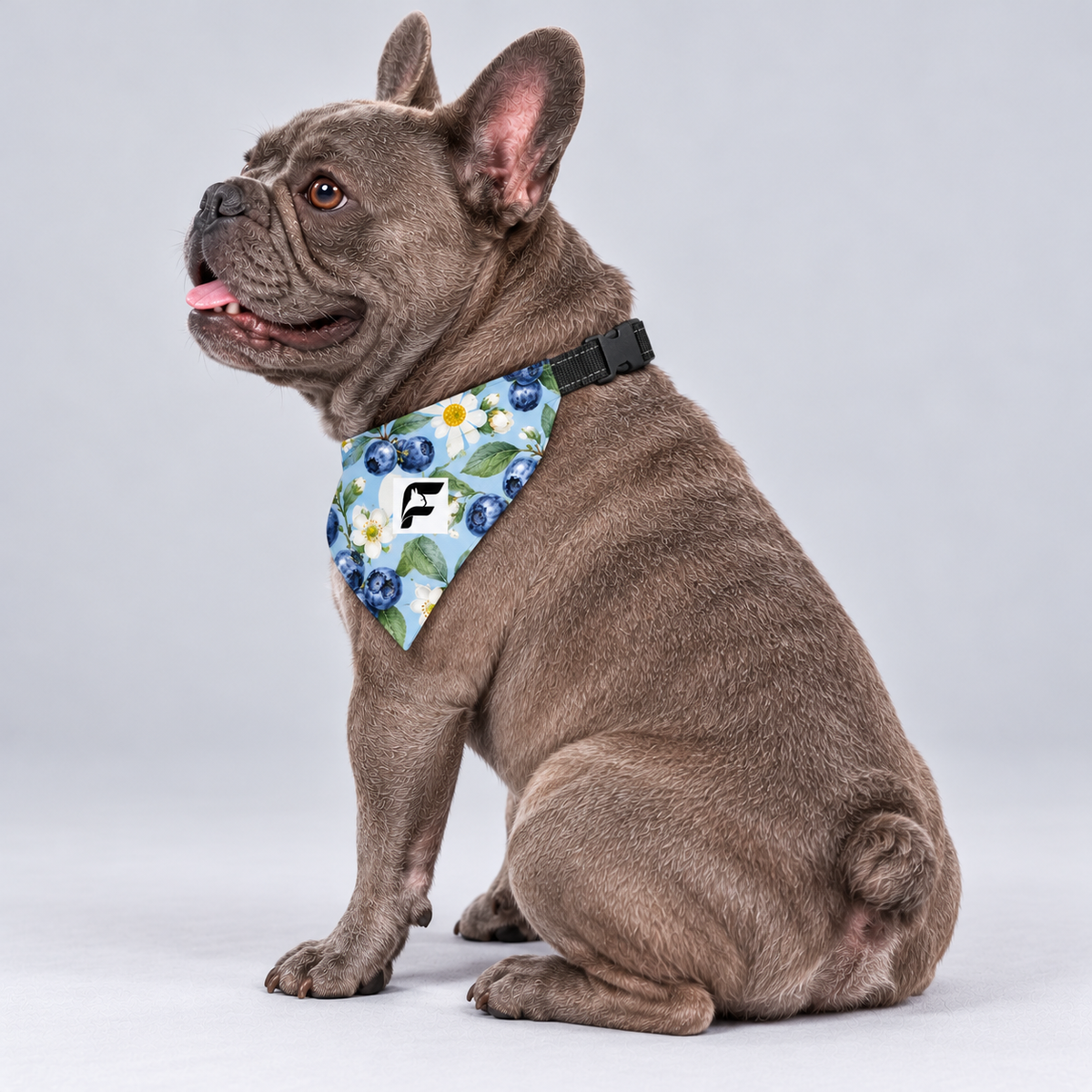 Blueberry Garden double-sided buckle bandana, side view on our Frenchie model