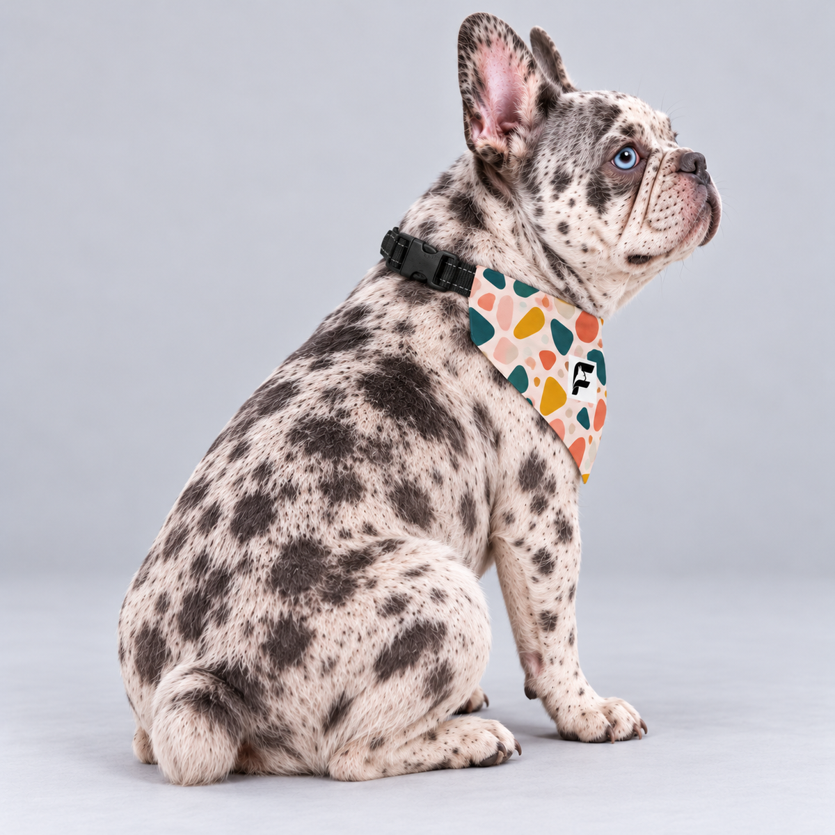 Sunset Terrazzo double-sided buckle bandana, side view on our Frenchie model