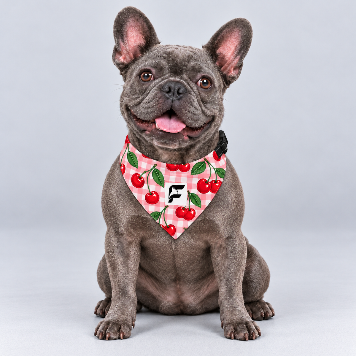 Cherry Picnic double-sided buckle bandana, front view on our Frenchie model
