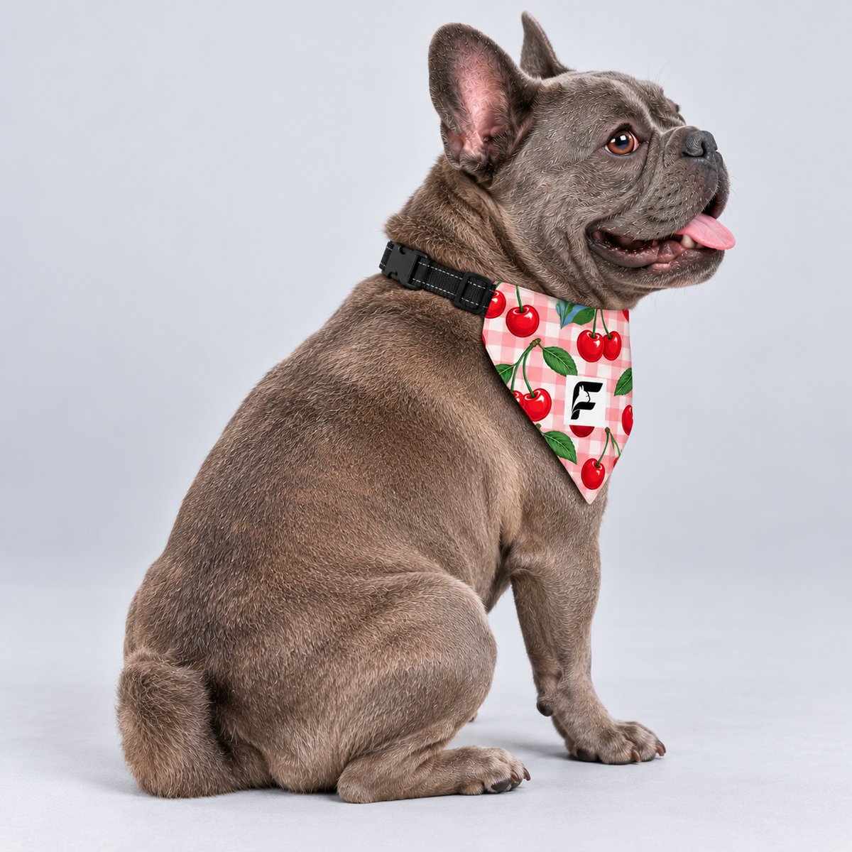 Cherry Picnic double-sided buckle bandana, side view on our Frenchie model