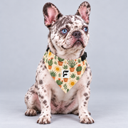 Desert Cactus double-sided buckle bandana, front view on our Frenchie model