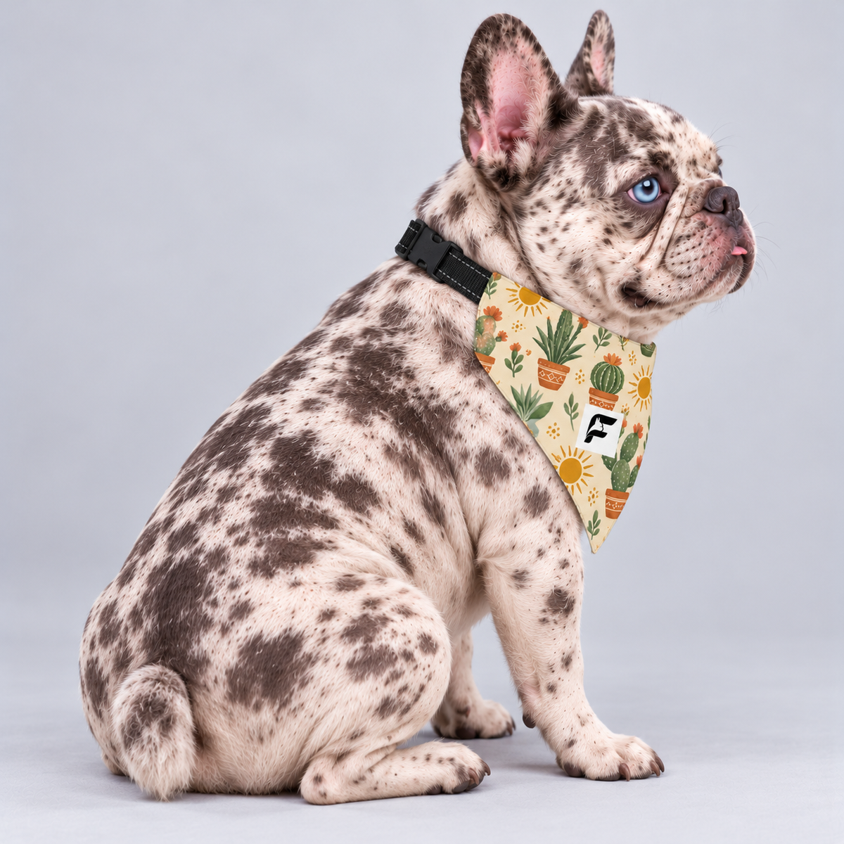 Desert Cactus double-sided buckle bandana, side view on our Frenchie model