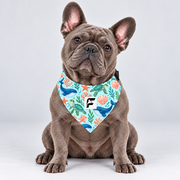 Ocean Friends double-sided buckle bandana, front view on our Frenchie model