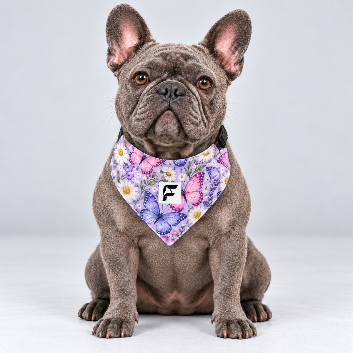 Lilac Butterflies double-sided buckle bandana, front view on our Frenchie model