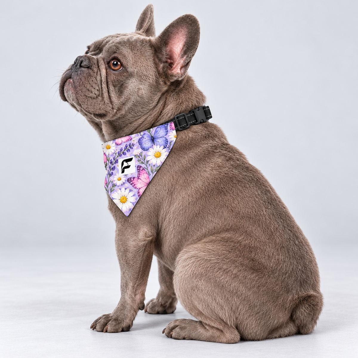 Lilac Butterflies double-sided buckle bandana, side view on our Frenchie model