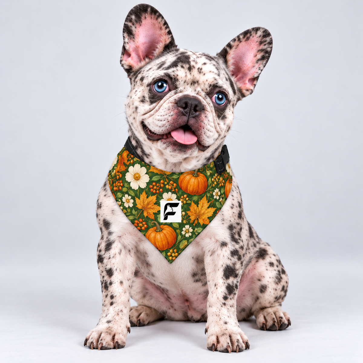 Pumpkin Harvest double-sided buckle bandana, front view on our Frenchie model