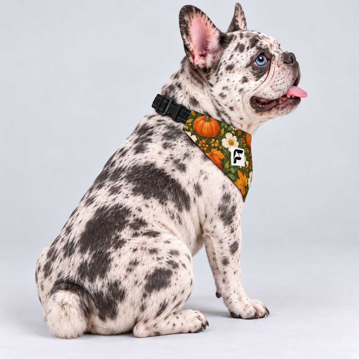 Pumpkin Harvest double-sided buckle bandana, side view on our Frenchie model