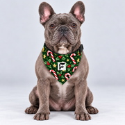 Candy Cane Christmas double-sided buckle bandana, front view on our Frenchie model