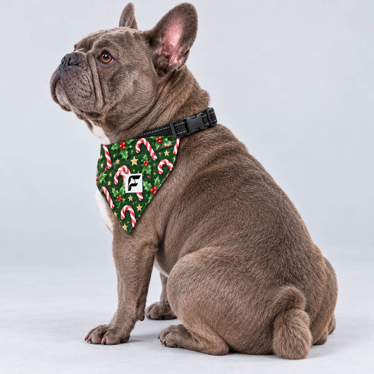 Candy Cane Christmas double-sided buckle bandana, side view on our Frenchie model