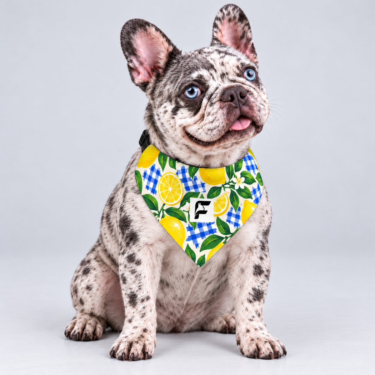 Citrus Picnic double-sided buckle bandana, front view on our Frenchie model
