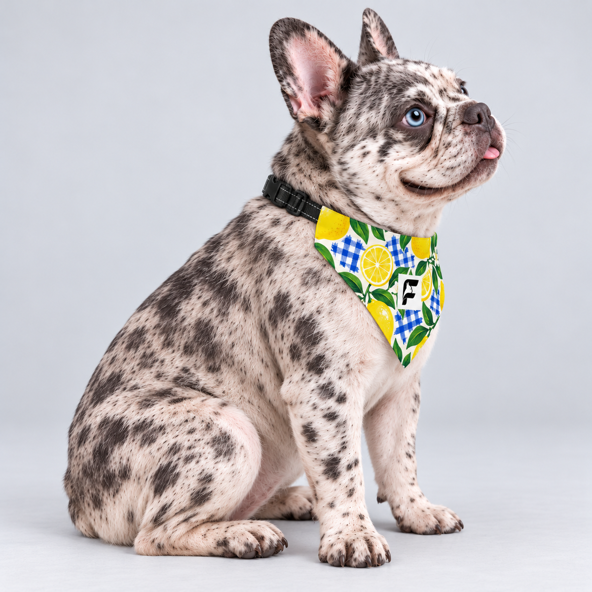 Citrus Picnic double-sided buckle bandana, side view on our Frenchie model