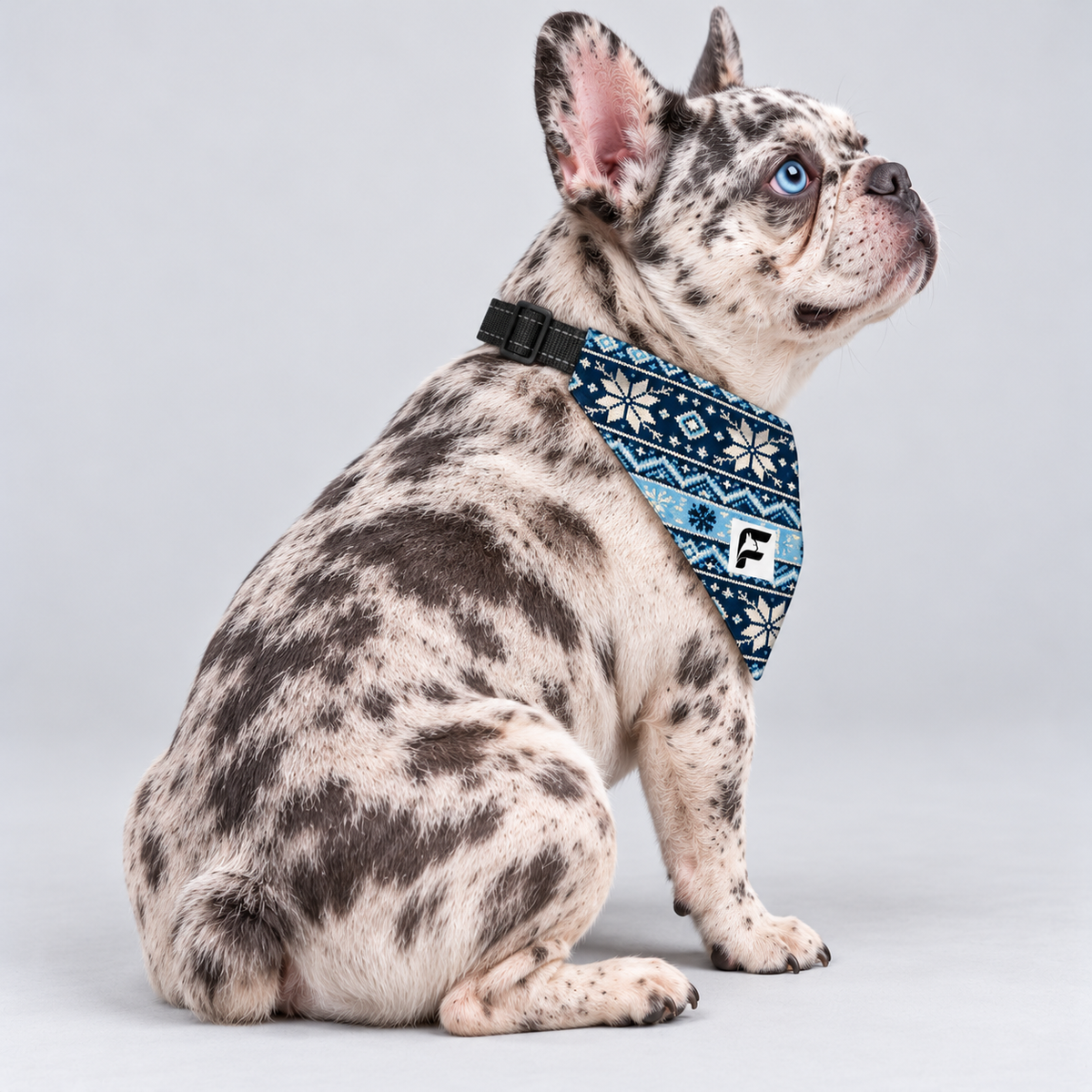 Snowflake Nordic double-sided buckle bandana, side view on our Frenchie model