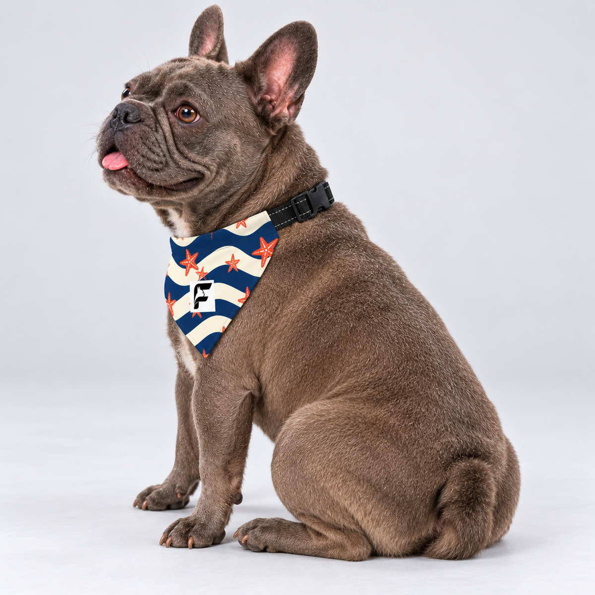 Coastal Stripes double-sided buckle bandana, side view on our Frenchie model