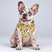 Strawberry Patch double-sided buckle bandana, front view on our Frenchie model