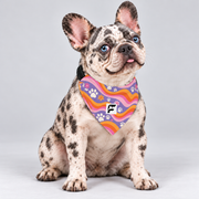 Groovy Paws double-sided buckle bandana, front view on our Frenchie model