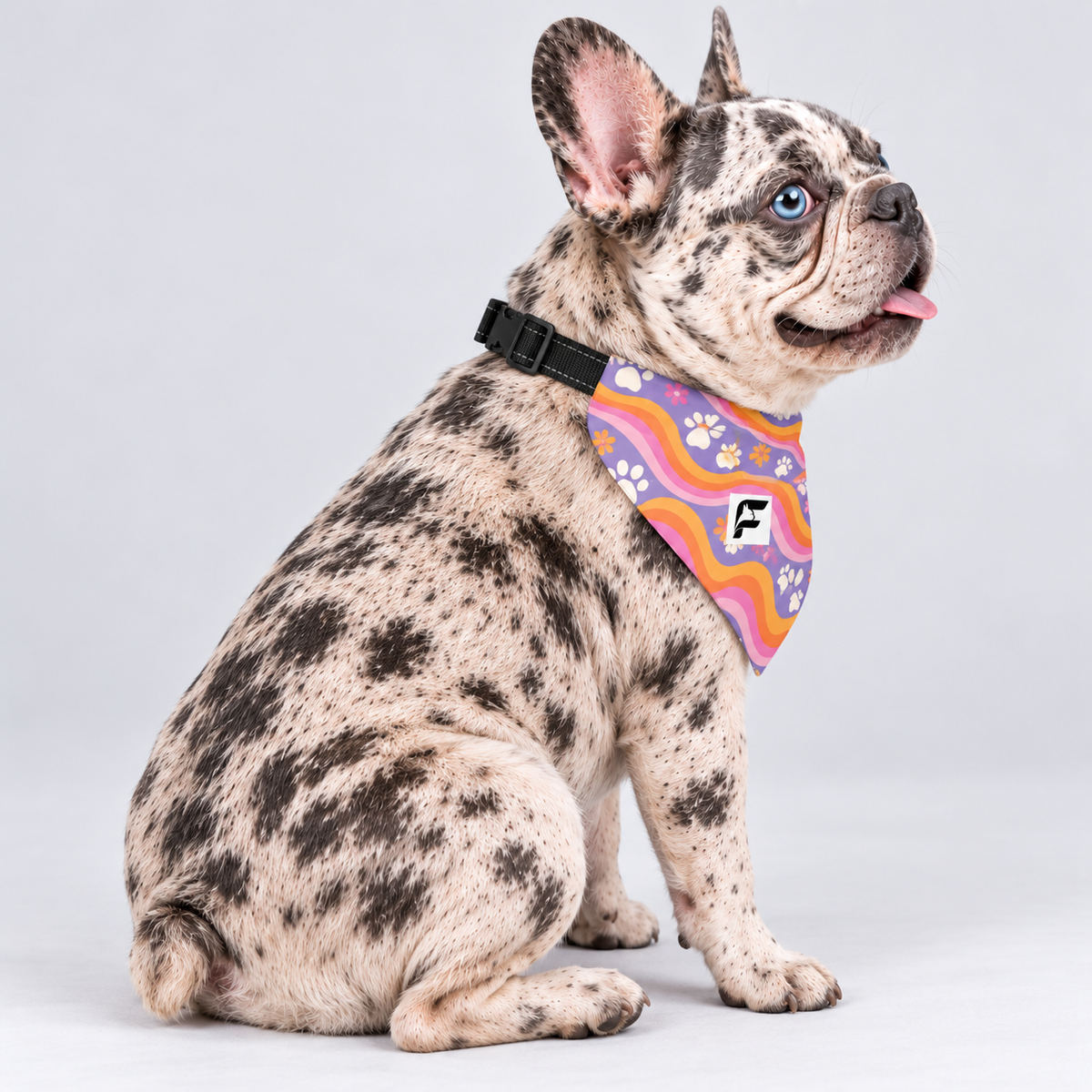Groovy Paws double-sided buckle bandana, side view on our Frenchie model