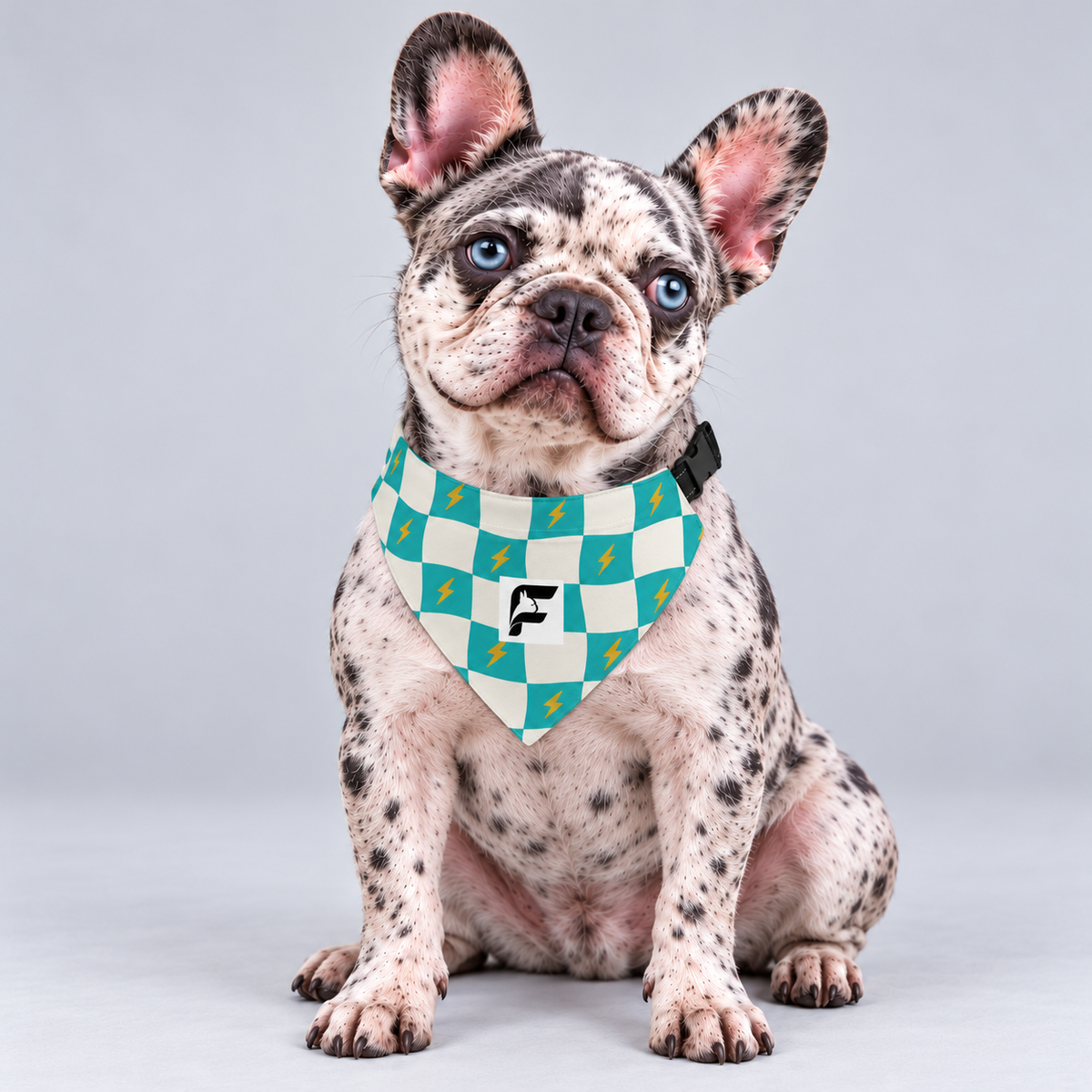 Checker Pop double-sided buckle bandana, front view on our Frenchie model