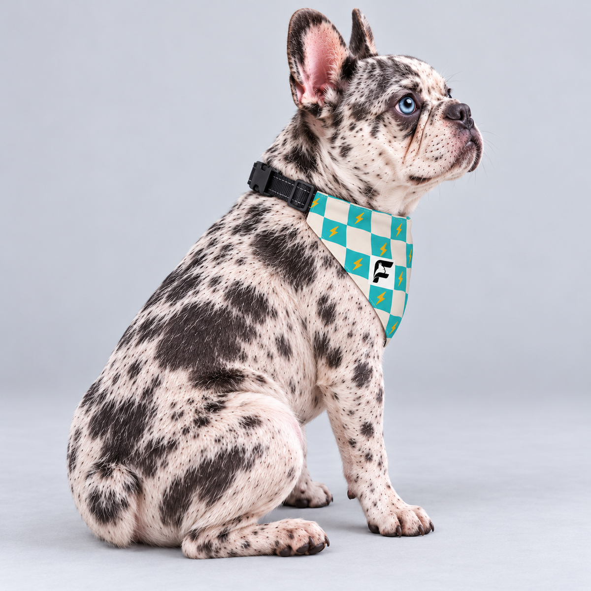 Checker Pop double-sided buckle bandana, side view on our Frenchie model